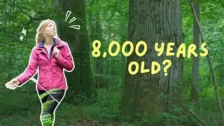 Slow Travel to Bialowieza Forest in Podlasie, Poland