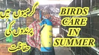 How To Care Birds In Summer Season||Garmion main birds ki Care kaisay karain[hindi/urdu]