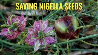HOW TO SAVE Nigella seeds, Love-in-a-Mist flower (black cumin seeds)