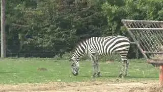 African Safari ZOO de Plaisance du Touch 31