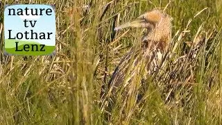 European bittern. Rohrdommel. Ulmener Jungferweiher, Eifel, Germany
