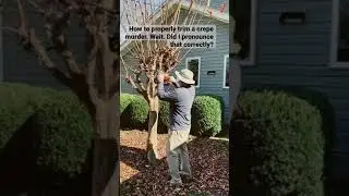 How to properly trim a crepe myrtle. #shorts #crepemurder #stihl #chainsaw #landscaping