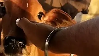 #cow #devotion #krishna #mother #God