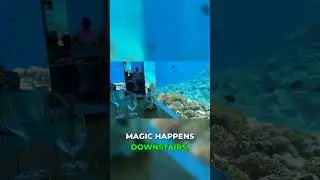 Waking up to fish swimming past your bed #underwater #hotel #maldives