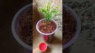 😘😘chandani plant propogation/chandani plant growing#viral #beautiful #flower #how #ytshorts #trendy