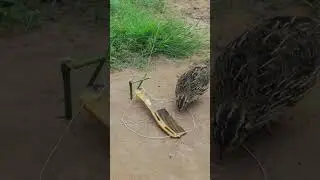 Easy simple bird trap #shortvideo #shortsviral #shorts