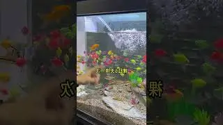 Changing Water Killed Over 200 Fish? Avoid Fish Problems by Properly Changing Aquarium...