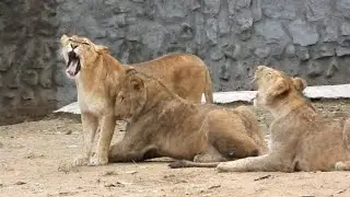 Peaceful Lioness family | 120fps(Soundless) | Zoo