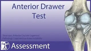 Anterior Drawer Test | Anterior Cruciate Ligament