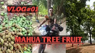 महुआ पैड।फल। फूल।।Mahua tree_fruit #mahuatree #mahuafruit #mahua #mahuaoil #mahuawine #mahuabenifits