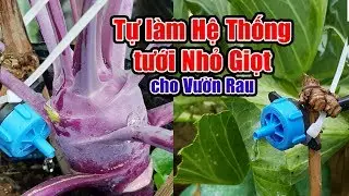 Tự làm hệ thống tưới nhỏ giọt cho vườn rau tại nhà.