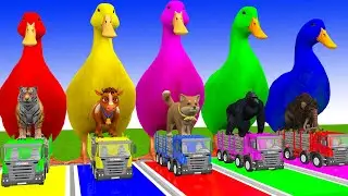 Long Slide Game With Cow Elephant Gorilla Hippopotamus Tiger 3d Animal Game Funny 3d Animals