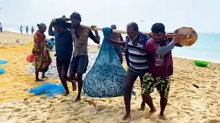 1000kgs Small Fish in Beach || fishing in Rameshwaram || Fishing harbour || live fish ||Fishigskills