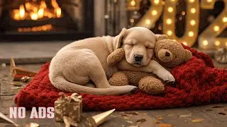 12 HOURS of Healing Music for Dogs 🐾💖 Emotional Healing Support 🐕 Peaceful Relaxing Music (No Ads)