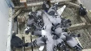 #SHARJAH BIRD MARKET #UAE #ANIMALS #BIRDS #DUBAI