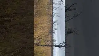 Moose hunting &ldquo;325 Wsm&rdquo;