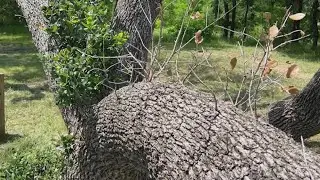 Oak wilt poses danger to North Texas trees