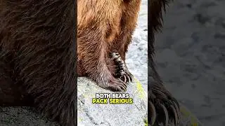Grizzly vs Polar Bear: Deadliest Claws? #BearClaws #AnimalFaceOff #PredatorBattle #GrizzlyBear