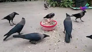 Crow Bird Fight for Food - Kawwa ki awaaz | Crow crying continuously and loudly &alpha;217