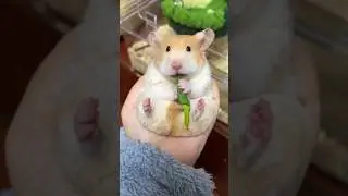 Hamster Vibes Only!