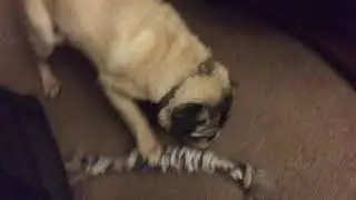 Sassy Pug Shows Off