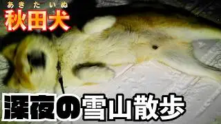 【夜の雪山】キラキラと輝く雪の上を散歩する”秋田犬のびしゃもん”