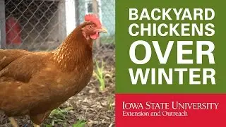 Backyard Chickens: How to Keep Your Chickens in Winter