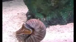 Chambered Nautilus Swimming Pompilius Mollusca CEPHALOPODA Ancient Creature Recored in Thailand