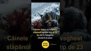 Loialitatea cainelui