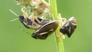 Male stink bugs fight for the right to mate | Mormidea lugens