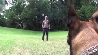 Protection Training of My 5 Month Old Belgian Malinois Police Dog