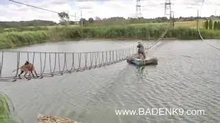 Young working dog overcomes obstacle course