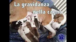 74 - La gravidanza nella cagna molte emozioni, molte attenzioni! Gravidanza nel cane consigli utili.