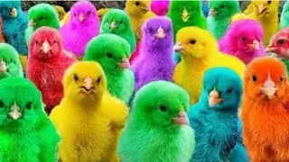 catching cute chickens,rabbits,rainbow chicks,colorful chicken,pigeon,duck,transport cute 🐔2024