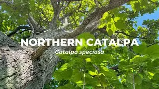 Northern Catalpa