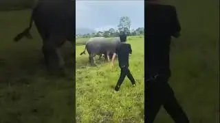 950公斤#Bullfighting video#Cattle breeder#Full of vigor and vitality#Bullfighting