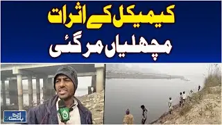 Chemical Contamination in Sharaqpur Canal | Fish Die-Off Alert - Aaj Pakistan News