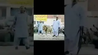 Hassan Bhai PehlWan TruckanWala