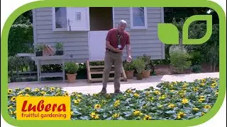 Sunray &ndash; новый компактный подсолнечник от Pennard Plants