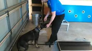 Perth Dog Trainers