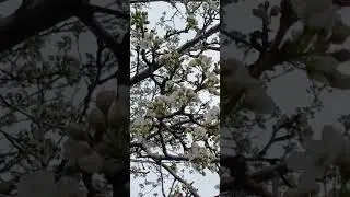Tree blossoms #fairyliberationfront  3-30-25 5:52 pm #asmr #asmrpuffin