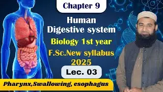 Pharynx,Swallowing, esophagus | Human digestive system | Chapter 9| F.Sc. 1st Year Biology | Lec# 3