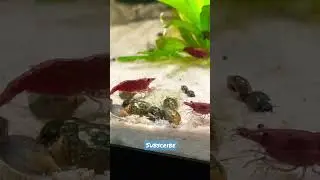 Hundreds of snails overnight!  Anyone know what kind they are?