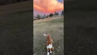 St. Bernard puppy explores a field. 🐶 #puppy #sunset #stbernard #beautiful #dog