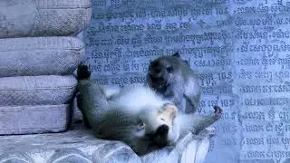 🐒 A Loving Monkey Family &ndash; Grooming, Play, and Bonding! #cutemonkeyvideo #monkeylife #Wildlife