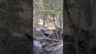 Like a peacock, never be afraid to show your true colors🦚❣️#love #viral #nature #video #uttrakhand