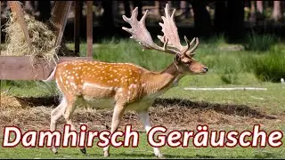 Damhirsch Ger&auml;usche - Damhirsch bei der Brunft
