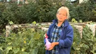 Все о выращивании огурцов. Уход за посеянными огурцами.Часть 5