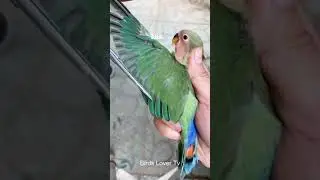 How to Clip a Little Parrot's Wings: Easy