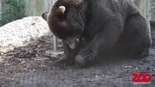 Brunbjørn møder udfordring | Copenhagen Zoo